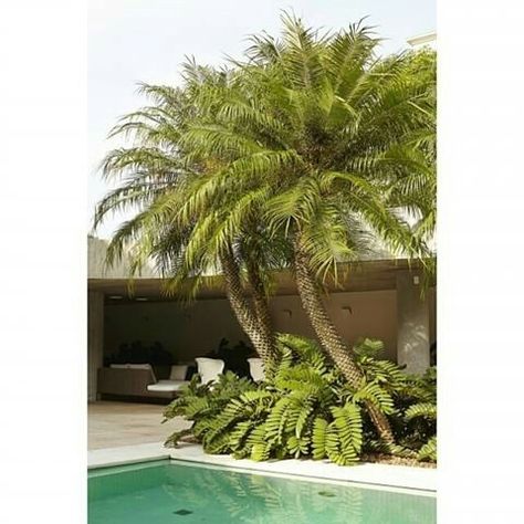 Date palms underplanted with zamias Tropical Feature Tree, Date Palm Tree Landscaping, Dates Tree Palms, Palm Tree And Succulent Garden, Palm Trees By Pool, Living Fence, Front Landscaping, Plunge Pool, Plant Design