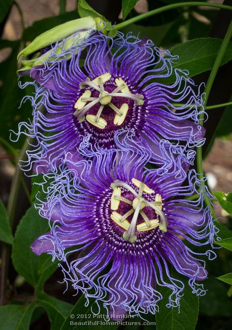 Purple Passion Flower, Passion Fruit Flower, Passion Flowers, Gum Paste Flowers, Unusual Flowers, Colorful Plants, Floral Photography, Passion Flower, Beautiful Flowers Pictures