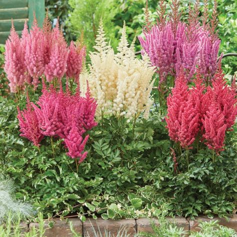 Astilbe Full Shade Plants, Goats Beard, Organic Soil, Soil Layers, Plant Spacing, Garden Guide, Peat Moss, Plant Roots, Shade Plants