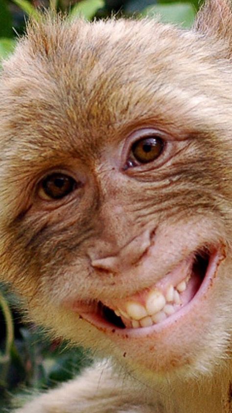 Cute Monkey Wallpaper, Monkey Smile, Monkey Smiling, Monkey Photography, Crazy Monkey, Gif Cute, Smiling Animals, Monkey Wallpaper, Animal Home