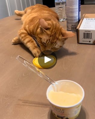 Cat Shedding, Cat Behavior, Orange Cat, His Eyes, I Laughed, Baby Animals, Ice Cream, Cream, Animals