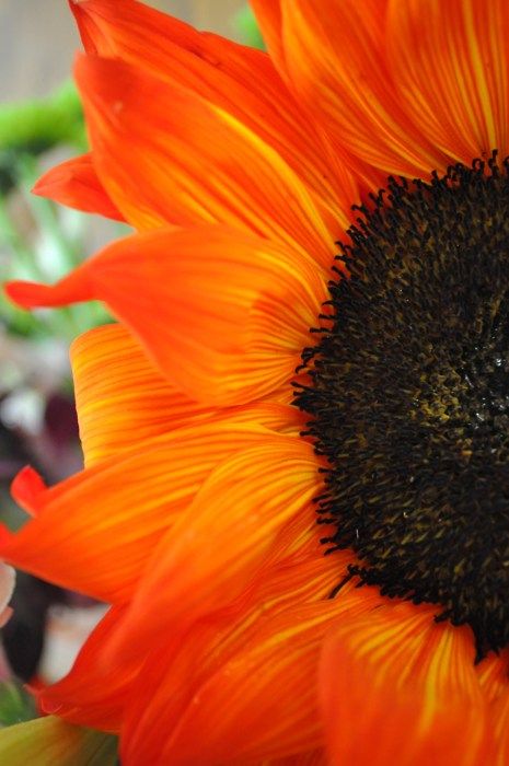 love. Orange Sunflowers, Sunflowers And Daisies, Fleur Orange, Orange You Glad, Back To Nature, Shades Of Orange, Beautiful Blooms, Flower Field, Orange Flowers