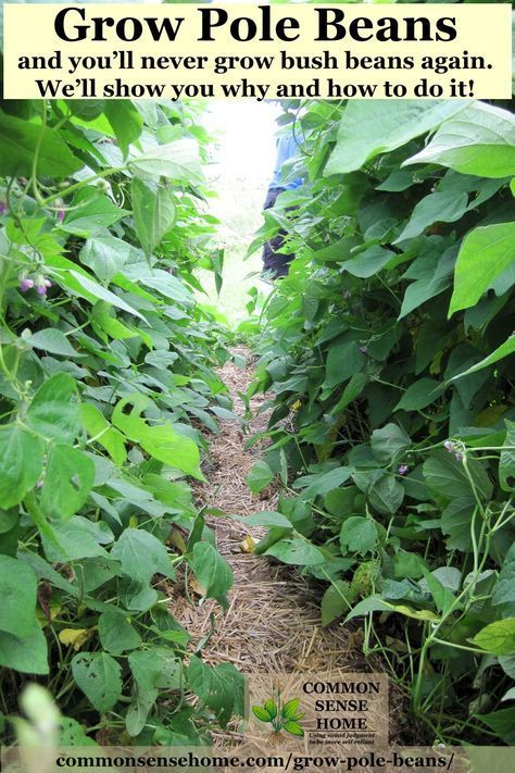 Growing Pole Beans Trellis Ideas, Bean Poles Ideas Trellis, Trellis For Green Beans, Pole Bean Trellis Ideas, Green Bean Trellis Ideas, Bean Trellis Ideas, Beans Trellis, Desert Permaculture, Pole Bean Trellis