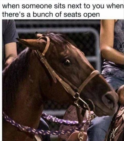 39 Funny Memes For Your Gander Gobs - Funny Gallery Equestrian Memes, Funny Horse Memes, Horse Meme, Horse Quotes Funny, Funny Horse Pictures, Horse Jokes, Horse Riding Quotes, Funny Horses, Horse Quotes