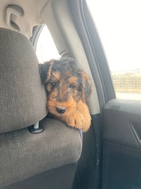 Airedale Terrier Puppy, Airedale Terrier Aesthetic, Airedale Puppy, Airedale Terrier Puppies, Airedale Dogs, Cocker Spaniel Mix, Cutee Animals, Welsh Terrier, Wire Fox Terrier