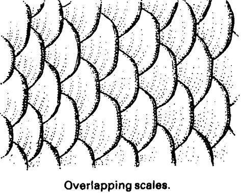 fish scales. line drawing. Drawing Fish, Fish Outline, Drawn Fish, Scale Drawing, Fish Scale Pattern, Easy Animals, Scale Pattern, Basic Drawing, Fish Drawings