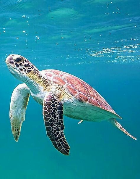 Turtles Swimming, A Turtle, Green Sea, Sea Turtles, In The Ocean, Sea Turtle, Turtles, The Ocean, Swimming