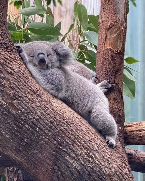 Coala Cute, Koala Aesthetic, Cute Animal Tattoos, Cute Koala Bear, Tattoo Nature, Australia Animals, Cute Koala, Fascinating Facts, Cute Animals Images