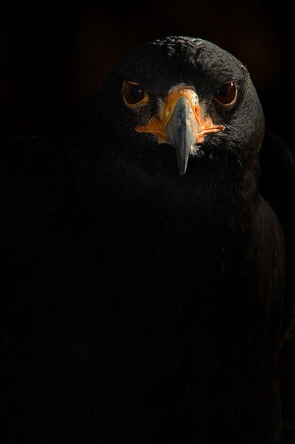 The black eagle, like all eagles, is in the family Accipitridae, but is the only member of the genus Ictinaetus.  It breeds primariy in tropical Asia.  by Another Timothy Birds Feathers, Manhattan Project, Black Eagle, Black Animals, Appaloosa, Pretty Birds, Quarter Horse, Alam Yang Indah, Birds Of Prey