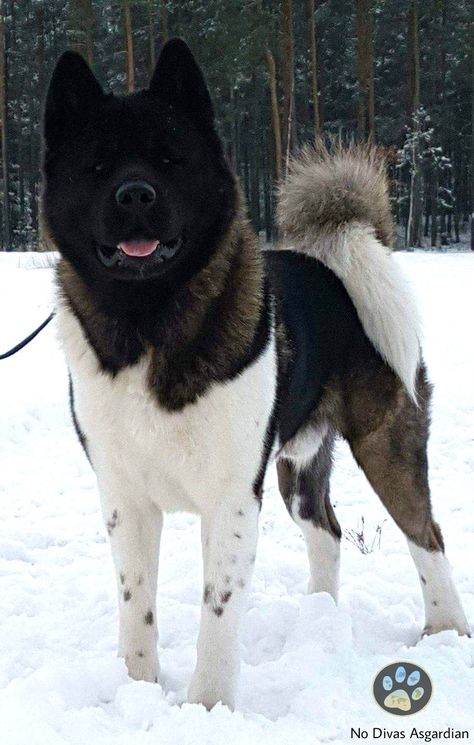 No Divas Asgardian FROM POLAND [american AKITA) American Akita Dog, Japanese Akita, Akita Puppies, Big Dog Breeds, American Akita, Japanese Dogs, Akita Dog, Yorkshire Terrier Puppies, Pretty Dogs