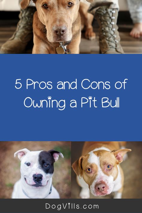 Pitbull Types, Pit Bull Care, Adoption Tips, Pitbull Facts, Boarding Kennels, Pit Puppies, Pit Bull Puppies, Puppy Stages, Group Of Dogs