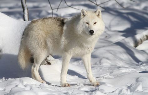 Arctic Wolf - Facts and Beyond | Biology Dictionary Wolves, Useful Life Hacks, Hunting, Types Of Wolves, Types Of Hunting, Arctic Wolf, White Wolf, Habitat, Life Is Good