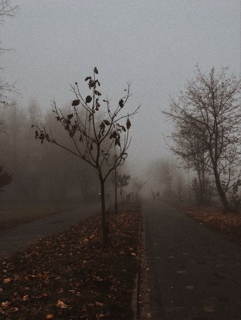 Her Tea Leaves Foggy Halloween Aesthetic, Mist Aesthetic Dark, Grey November Aesthetic, Dark November Aesthetic, Grey Autumn Aesthetic, Grey Fall Aesthetic, Morning Fog Aesthetic, Mist Aesthetic, Gray November