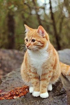 Söt Katt, Orange Tabby Cats, Orange Cats, Cute Cat Gif, Cat Photography, Ginger Cats, Cute Cats And Kittens, Cute Kittens, Orange Cat