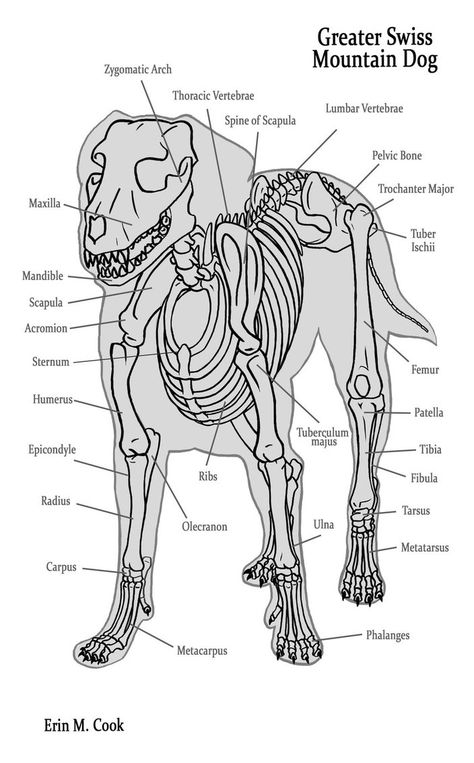 Canine Anatomy, Vet Nursing, Vet Tech School, Anatomy Chart, Vet Tech Student, Vet Medicine, Dog Anatomy, Dog Skeleton, Vet Assistant