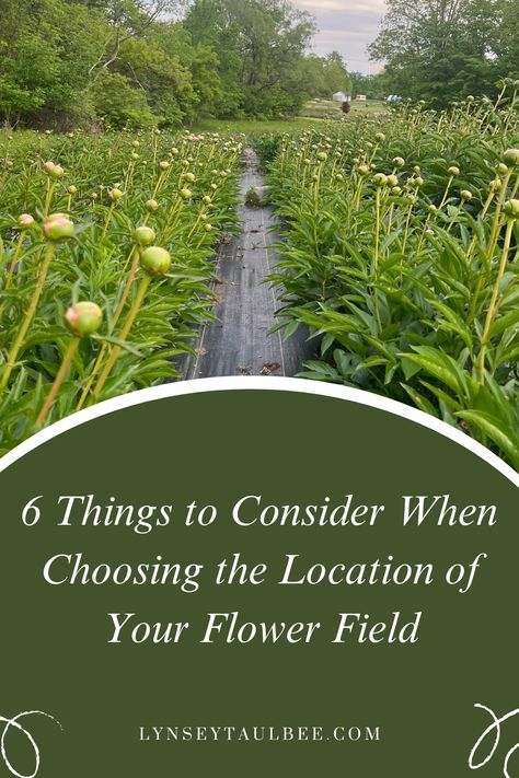 A field of peony plants ready to bloom Flower Farming Layout, Pick Your Own Flowers Farms, How To Start A Flower Farm, U Pick Flower Farm, You Pick Flower Farm, Peony Farming, Flower Farm Layout, Flower Farm Design, Peony Farm