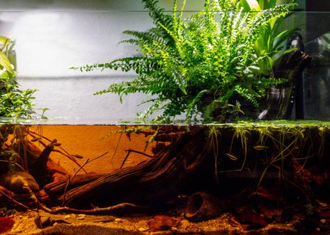 Blackwater Aquarium, Aquarium Layout, Biotope Aquarium, Aqua Tank, Aquascape Design, Aquarium Landscape, African Cichlids, Aquascape Aquarium, Aquarium Fish Tank