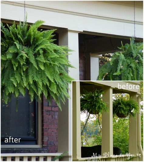 Porch Ferns Hanging Baskets, Fern Planters, Outdoor Mural, Wild Ferns, Designing A Garden, Garden From Scratch, Hanging Ferns, Yard Remodel, Potted Ferns