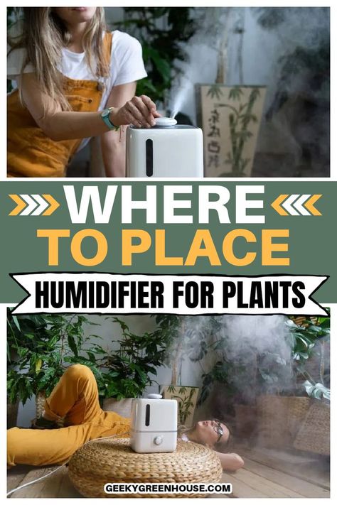 Many houseplants like a good amount of humidity. Learn where to place your humidifier for your houseplants in this easy to follow guide. If you have fussy tropical houseplants like caladium or begonia, you'll want to learn exactly where to place your humidifier! Natural Humidifier Diy, Diy Plant Humidifier, Bedroom Humidifier Aesthetic, Humidifier For Plants, Staghorn Plant, Plant Humidifier, Homesteading Projects, Humidifier Benefits, Tropical Houseplants