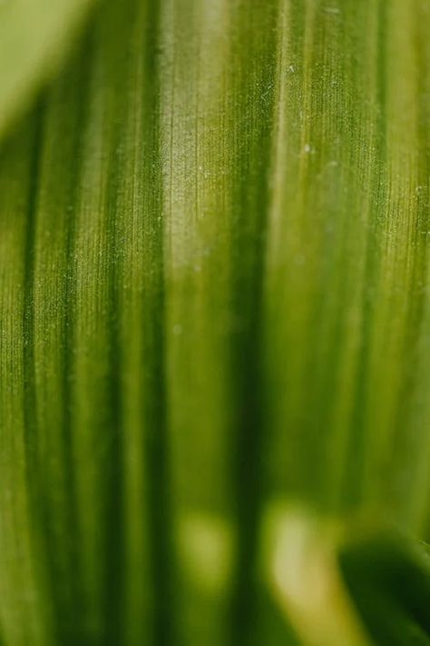 Macro Photography of Green Leaf · Free Stock Photo Nature Macro, Plant Photography, Depth Of Field, Green Nature, Green Leaf, Macro Photography, Biology, Free Photos, Green Leaves