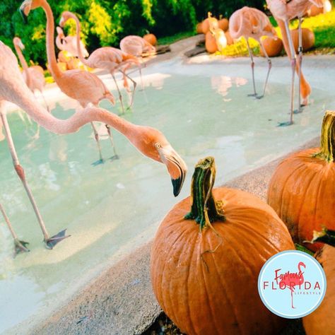 FAMOUS FLORIDA ✖️ LIFESTYLE on Instagram: “Fall in Fla! We love it!! 🧡🍁☀️ www.famousfloridalifestyle.com . . . . .  #famousflorida #floridagirl #floridagirls #bocagirl #miamifashion…” Florida Weather Humor, Florida Humor, Halloween Funnies, Fall In Florida, Florida Funny, Florida Fall, Coastal Fall, Florida Weather, Seaworld Orlando