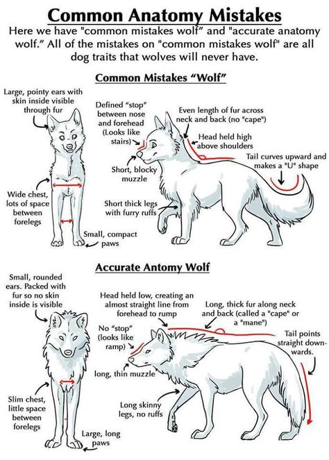 My Pack of Wolves (@MyPackofWolves) | Twitter Wolf Tutorial, Dog Tutorial, Animal Anatomy, Wolf Drawing, Animal Drawing, Wolf Dog, Guided Drawing, Wolf Art, Animal Sketches