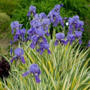 Iris Pallida, Iris Plant, Golden Zebra, Alchemilla Mollis, Japanese Iris, Plant Wishlist, Perennial Border, Hummingbird Garden, Coastal Gardens