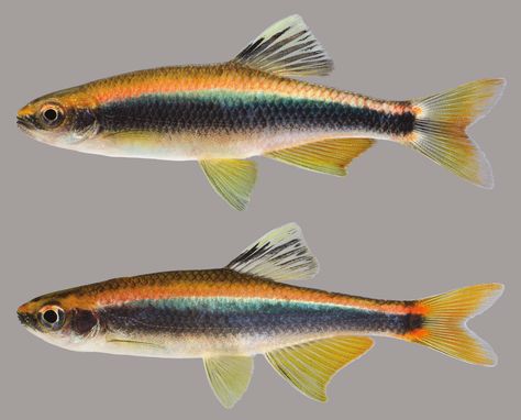 River Fish, Croquis, Fish References, Animal Infographic, Fish Gallery, Florida Fish, Tropical Freshwater Fish, Amazing Animal Pictures, Flat Photo