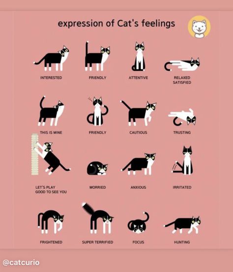 Cat Chart, Cat Petting Chart, Kitten Advice, Cat Colors Chart, How To Get Your Cat To Like You, Where Do Cats Like To Be Petted, Cat Lovers Wallpaper, What Type Of Cat Are You, Cat Personality Types