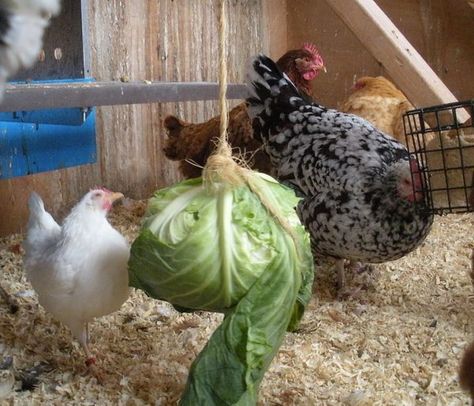 Chicken Boredom, How To Keep Chickens, Animal Enrichment, Chicken Coup, Chicken Life, Keeping Chickens, Building A Chicken Coop, Mini Farm, Chicken Diy