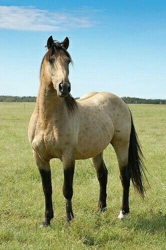 Buckskin Dun Quarter Horse: Buckskin horses are a light-to-dark sandy yellow or tan color with all black points. Buckskins are very similar to duns, however, buckskins do not have a dorsal stripe or other “primitive” markings that are shown in the dun color. Quarter Horse Stallion, Buckskin Horse, American Quarter Horse, Most Beautiful Animals, All About Horses, Majestic Horse, Horses And Dogs, All The Pretty Horses, Horse Crazy