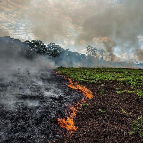 Avi Kaplan on Twitter: "This has been weighing heavily on my heart. Forests are our lungs. The Amazon itself is home to 1 million indigenous people and 3 million species. It’s so important that we all do our part to protect this beautiful world we are so blessed to live in.  #SaveTheAmazon… https://t.co/B3iHoqhqNW" Amazon Deforestation, Amazon Forest, Forest Poster, Ronaldo Cristiano, In Flames, Voyage Europe, Montage Photo, Amazon Rainforest, Cabin In The Woods