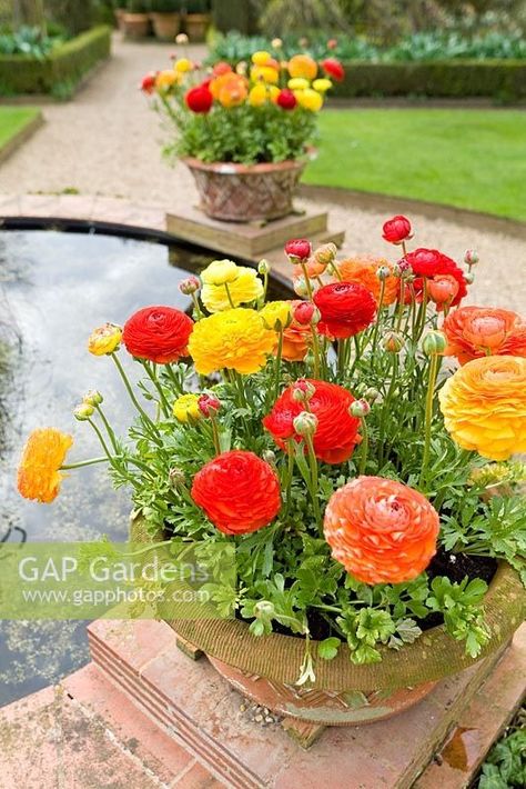 Ranunculus in Pots around Raised Garden Pond Potted Ranunculus, Ranunculus In Pots, Ranunculus Garden, Porch Planters, Plant Photography, Garden Pond, Container Garden, Ranunculus, Diy Garden Decor