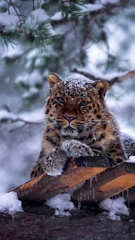 Massimo on X Regnul Animal, Amur Leopard, Wild Animals Pictures, Exotic Cats, Majestic Animals, Cute Wild Animals, Wildlife Animals, Snow Leopard, Nature Animals