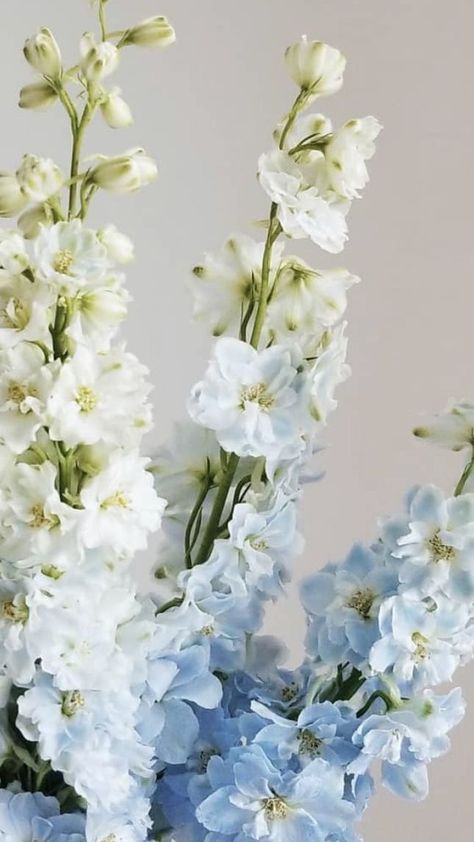 Pale Blue Flowers Aesthetic, Nature, Blue Stock Flower, Pale Blue Delphinium, Delfinium Flower Wedding, Delphium Flower, Larkspur Flower Aesthetic, Light Blue Flowers Aesthetic, Delphinium Flower Aesthetic