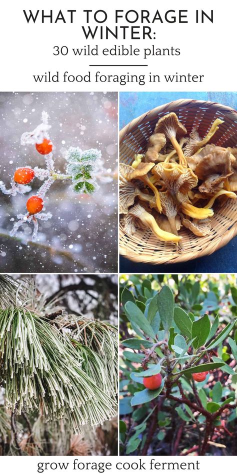 Foraging For Beginners, Winter Foraging, Foraging Guide, Wild Foraging, Wild Food Foraging, Foraging Recipes, Edible Wild Plants, Foraged Food, Edible Mushrooms