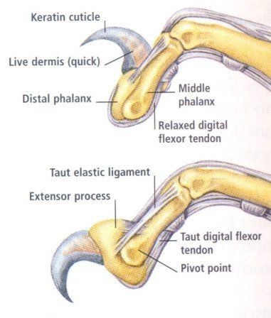 Feline Anatomy Retractable Claws Lion Anatomy, Retractable Claws, Feline Anatomy, Vet Tech School, Veterinary Studies, Herding Cats, Vet Medicine, Cat Anatomy, Animal Skeletons