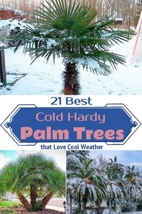 Tropical Landscaping Cold Climate, Cold Weather Palm Trees, Pool Landscaping Palm Trees, Backyard Palm Tree Ideas, Christmas Tree Palm Landscaping, Cold Hardy Tropical Landscaping, Cold Weather Landscaping Ideas, Palm Trees In Backyard, Pool Trees Landscaping