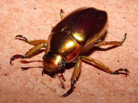 Golden Scarb Beetle (Chrysina resplendeus) Costa Rica, Panama, El Salvador Golden Scarab, Golden Slumbers, Weird Insects, Insect Photos, Beautiful Insects, Bug Off, Dragonfly Insect, Bugs Life, Beetle Insect