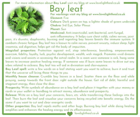 Bay Leaf Image Bay Leaf Witchcraft Uses, Magical Properties Of Bay Leaves, Bay Leaf Spiritual Meaning, Bay Leaf Magical Properties, Bay Leaves Magical Properties, Magical Properties Of Vanilla, Bay Leaves Witchcraft, Bay Leaf Magic, Bay Leaf Tea Benefits