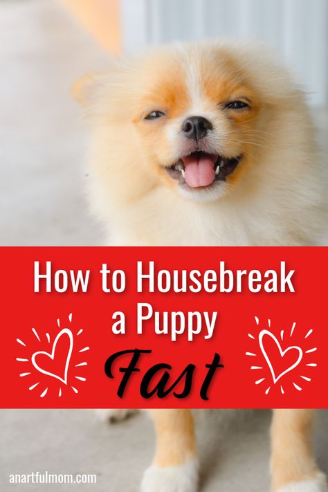 If you have a new puppy (or a rescue), you will want to learn how to housebreak him or her quickly. Here are some tips to help you housetrain your dog in a very short time, with much less stress. How To House Break A Puppy Fast, Housebreaking A Puppy, How To House Train A Puppy Fast, Housetraining Dog, House Breaking A Puppy, Maltese Poodle Mix, Train A Dog, House Training Puppies, Maltese Poodle