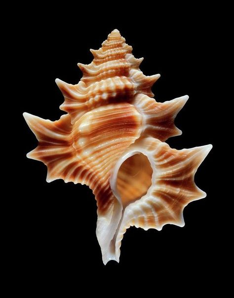 Winged Frog Shell Sea Snail Shell by Gilles Mermet Sea Homescreen, Shell Paintings, Sea Snail Shell, Ocean Things, Seashells Photography, Gcse Textiles, Sea Snail, Snail Shell, Science Photos