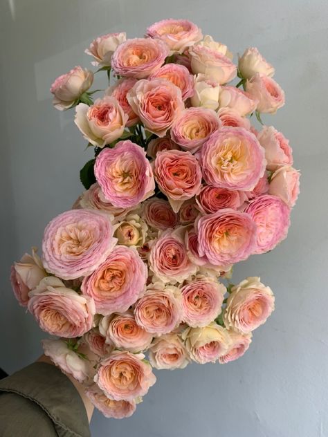 Gorgeous, pink, blush, peach, and cream spray roses. Peach Spray Rose, Peach Coloured Flowers, Pink Spray Roses, Pink Peach, Peach Rose, Spring Wedding Bouquet, Rose Varieties, Flower Guide, Cut Flower Garden