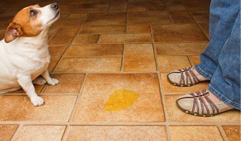 Urinary Incontinence in Dogs Dog Pooping In House, House Breaking A Puppy, Pet Odor Eliminator, Dog Urine, Dog Pee, Pet Urine, Pet Odors, Bad Dog, Dogs Pooping