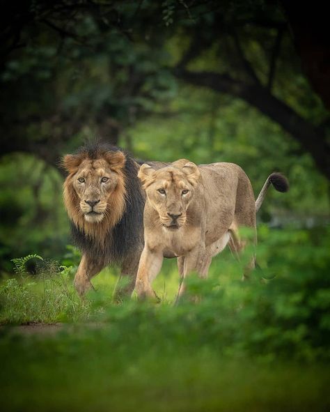 Asiatic Lions  Take an oath on this World Lion Day to help and save the natural habitat of the jungles king to ensure his survival. Happy World Lion Day. . . . . . . . . . .  Follow @bigcatsindia for more  To view more wildlife images follow @urmiljhaveri  #worldlionday #bigcatsindia #bigcats #savebigcats #savetigers #savelions #saveleopards #savewildlife #savenature #savethetiger #wildlifeconservation #wildlifephotography #wildlifeofindia #wildlife_india #wildlifeonearth #biodiversity #savechee Gir Forest, World Lion Day, Wildlife Of India, Asiatic Lion, Lion Couple, Save The Tiger, Lion Photography, Save Wildlife, Lion Love