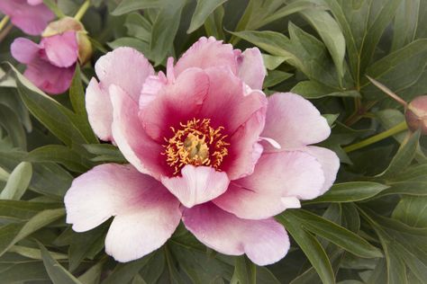 Finally, peonies for warm climates - The Orange County Register Peony Itoh, Itoh Peony, Tree Peonies, Itoh Peonies, Plants Photo, Planting Peonies, Hgtv Garden, Organic Mulch, Garden Shrubs