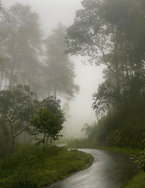 Rainy Jungle Aesthetic, Rainy Cottage, Rainy Countryside, Rain Forest Aesthetic, Rainy Forest Aesthetic, Rainy Scenery, Calm Core, Folklore Cabin, Rain Core