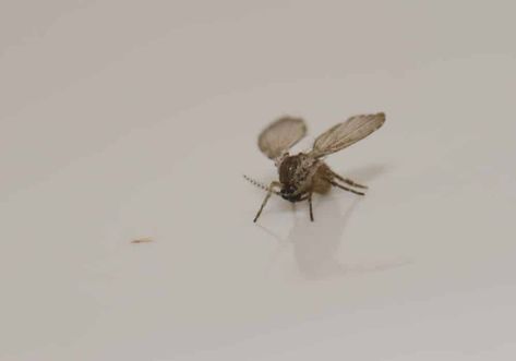 Drain Flies Fly Symbolism, Drain Flies, Lord Of The Flies Symbolism, Bugs In Florida, Caddis Fly Larvae, Sugar Ants, Flea Infestation, Types Of Bugs, Carpenter Ant