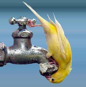 Smiles; remembering drinking from the outside faucet...wait....birds also pooped on it???!!! Bird Coloring Pages, Yellow Bird, Pretty Birds, Wild Birds, Bird Watching, Bird Feathers, Animals Friends, Birdy, Love Birds