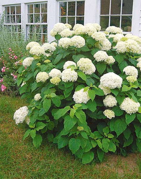 larger than three feet. ‘Bobo’ is Barb’s personal favorite; she planted several by her new house in Connecticut, and values it for its easy care. Anabelle Hydrangea, Hydrangea Annabelle, Hydrangea Arborescens Annabelle, Garden Hydrangea, Pruning Hydrangeas, Annabelle Hydrangea, Hydrangea Landscaping, Smooth Hydrangea, Hydrangea Arborescens